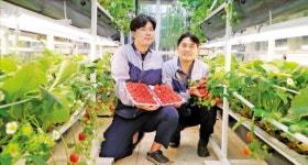 드림팜, 겨울에만 출하되던 딸기, 사계절 생산 기술 개발