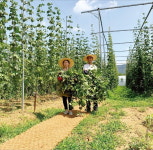 맥주도시 의성 꿈을 현실로…홉이든·호피홀리데이의 도전