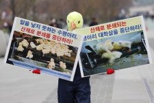 수평아리 대학살 멈추나…이스라엘, 암컷만 부화하는 기술 개발