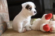 AI 챗봇과 놀면서 영어공부 하세요 [Geeks Briefing]