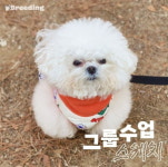 무섭다던 개춘기도 해결될까요?…반려견 학원 등장 [허란의 VC 투자노트]