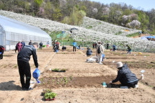 친환경 텃밭 가꾸고 배 수확하며 힐링…중랑구, 중랑행복농장 텃밭·배나무 분양