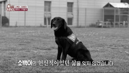 13명 생명 구한 소백이 쓸쓸한 죽음…구조 은퇴견 지원, 필요해