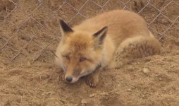 부산 달맞이고개 나타난 여우, 강원 정선서 숨진 채 발견