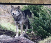 늑대 우두머리 죽자 나머지 4마리도 안락사…英 동물원 무슨 일?