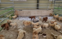 진안 산골서 불법 개 농장 운영 30대 적발…개 사체·소각 흔적 발견