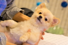 살찐 강아지 이것 먹으니 체중 줄었다…견주들 희소식