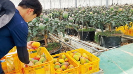 富農 키운 유통사 직거래…영광 망고 농가 연매출 20억