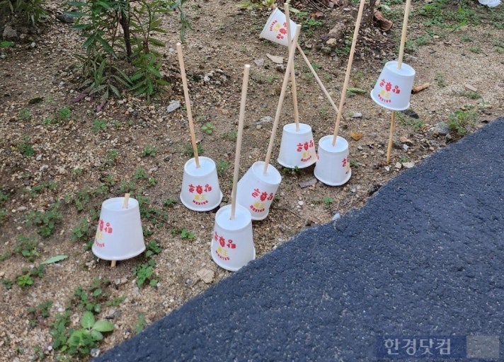 탕탕 탕후루 이미지