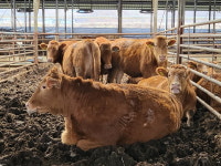 300만원짜리도 완판…백화점 한우가 잘나가는 이유 [양지윤의 왓츠in장바구니]