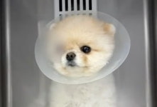 애견호텔 맡겼던 반려견 실명 위기…사과 없던 점주 결국