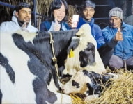 네팔 간 한국소 토실이, 현지에서 엄마 됐다