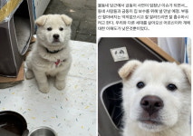 건물 옆에 묶여있는 강아지…우리 동네 최고 스타에요 [이슈+]