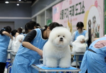 예쁘게 해주세요~ 애견미용 콘테스트 [중림동 사진]