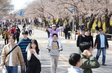 [포토] 벚꽃 없는 축제도 괜찮아