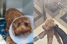 눈이 탁구공처럼 돌출돼 왔어요…애견유치원에서 무슨 일이