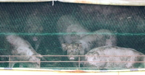 아직 이런 일이…백인 농장주, 흑인 여성 총쏴 죽여 돼지 먹이로