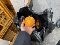 이러니 비타민 사먹지…장보러 갔다가 손이 파르르 [현장+]