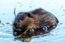체코서 중단된 댐 건설, 비버 8마리가 뚝딱 완성…18억 절약