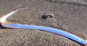 종말의 날 예고?…고등학생이 낚은 물고기 정체에 술렁