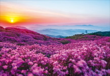 하동 십리벚꽃길·황매산 철쭉제…마음은 벌써 경남 나들이