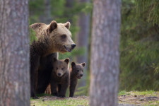 곰 세 마리 봤다…현장 가보니 멧돼지 발자국만, 곰 흔적 없어