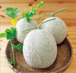 고창 황토배기 멜론…피부건강·항산화 효과