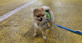 위풍댕댕 반려견 순찰대 24일부터 신규대원 모집