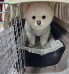 강아지가 달라졌어요…서울 동작구, 찾아가는 반려동물 행동교정