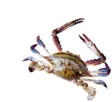 금어기 풀린 꽃게…대형마트 3사 초저가 전쟁