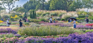 순천만국가정원은 지금 꽃의 파노라마…힐링하러 오세요