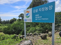 박스채 쟁여놓고 먹더니 돌변…비싸도 잘 팔리는 과일 정체