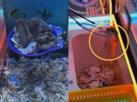 살아있는 햄스터 아냐?…인형뽑기 기계서 발버둥