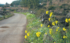 [그 곳에 가고싶다] 도시락 메고 ‘쉬멍놀멍’ 새봄 마중 가는 길