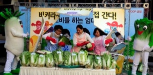 진도와송배추협동조합 | 배추 중간유통 줄이자