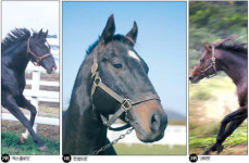 올 자식농사 ‘대풍’ 최고種馬는?