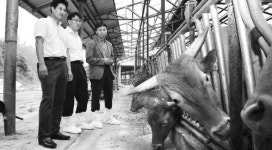 “한우, 추석엔 꼭 명예회복” 횡성의 꿈