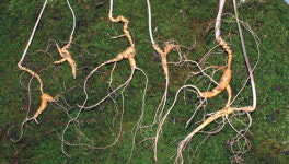 <비전코리아> 중국산 밀수 급증 속 山蔘감정 투명화에 앞장