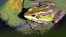 <포토뉴스> “개굴개굴∼” 장마가 싫은(?) 개구리