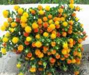 지리산 또 하나의 명물 ‘홍화’…6차산업 일구다