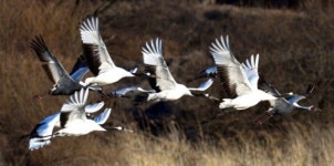 고향갈 채비하는 두루미 가족