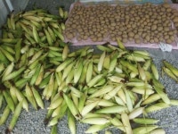 [박인호의 전원별곡] 제3부 전원일기 <35>7월 장마와 태풍, 땡볕 속에서도 작물은 영근다