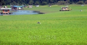 <포토>초원으로 변한 초평저수지