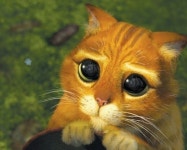 고양이의 지능, 개보다 낮다고? “침팬지 다음으로 똑똑해”