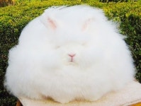 거대 털 뭉치 토끼 “솜사탕아냐?…초특급 귀여움”