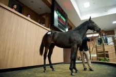 10월 국내산 경주마 경매…최고가 2억 3100만원