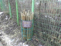 성남시,가로수 가지치기로 만든 지팡이 1만1200개 무료 나눔