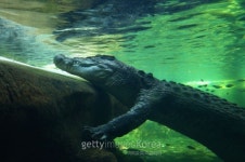 “800만년 전 아마존에 공룡만한 악어 있었다”