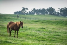 말고기시장 질주…지난해 처음으로 식용 목적 도축 1000마리 넘어서
