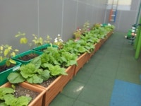 강남구, 친환경 상자텃밭 분양합니다